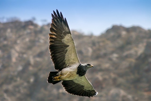 Espectacular águila en pleno vuelo en Argentina
