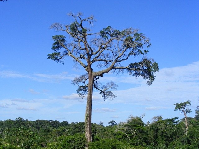 Árbol Moabi en Camerún