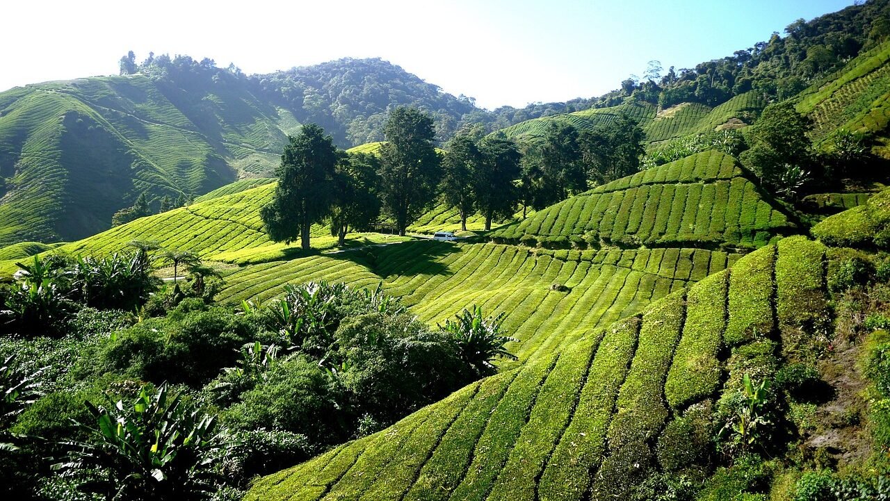 Campos de té, Camerún, África