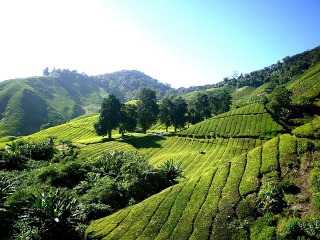 Campos de té, Camerún, África